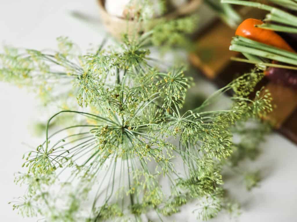 fresh dill for cooking